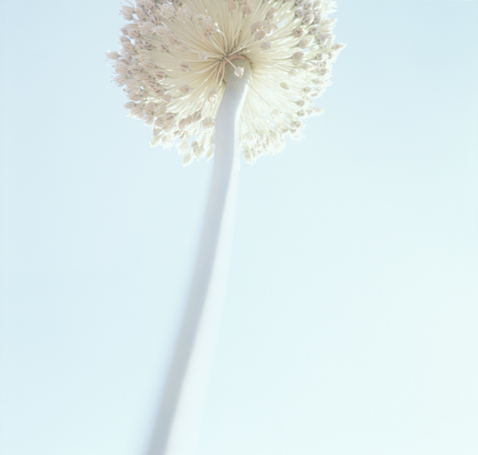 Leek head - Getty ref: 3413-000010 - direct link on contact page