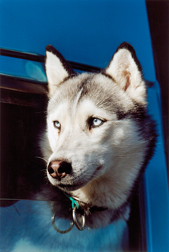 Dogsledding at Drumlanrig Castle, Scotland for the Independent on Sunday Review
