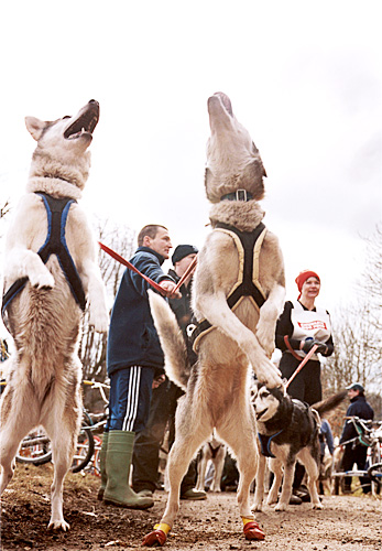 Howling Malamutes