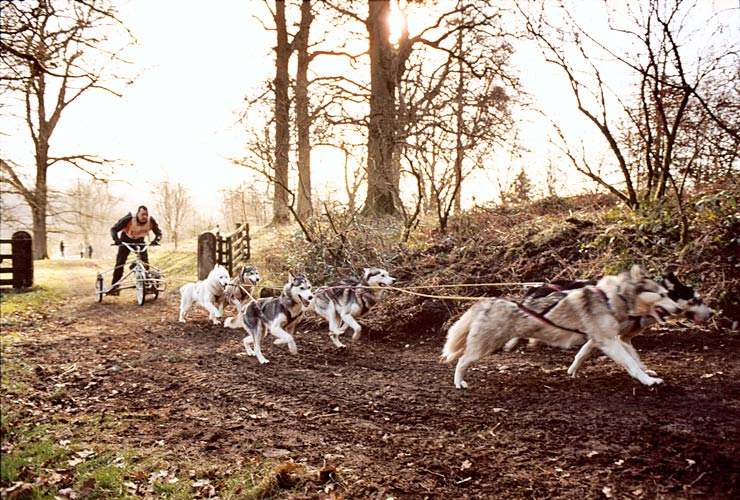 into the woods ....