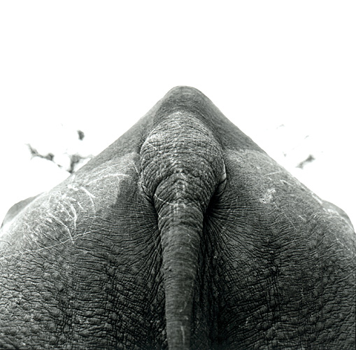 Rhino, Kenya